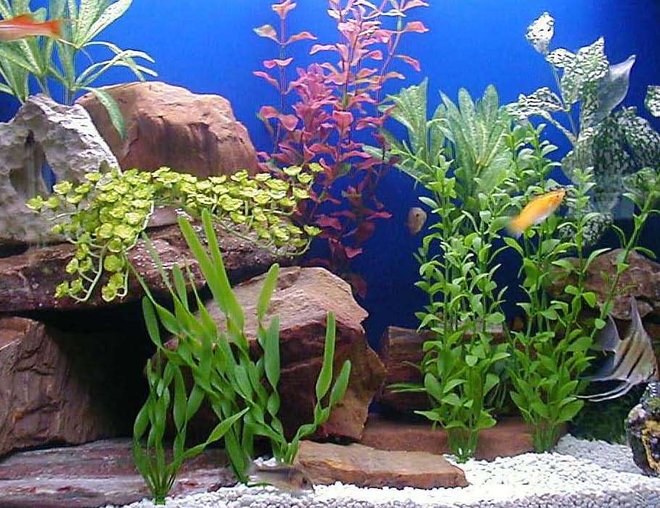 50 gallons freshwater fish tank (mostly fish and non-living decorations) - 50 gallon acrylic tank with 12 community type fish