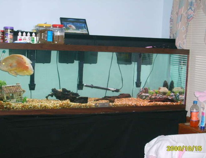 125 gallons freshwater fish tank (mostly fish and non-living decorations) - 125 gallon  my fish tank is 6 feet long 18inches wide  and 24'' high and has one 15''oscar with 3 emperor 400's ,140 lbs gravel with no plants  and a 9'' pleco