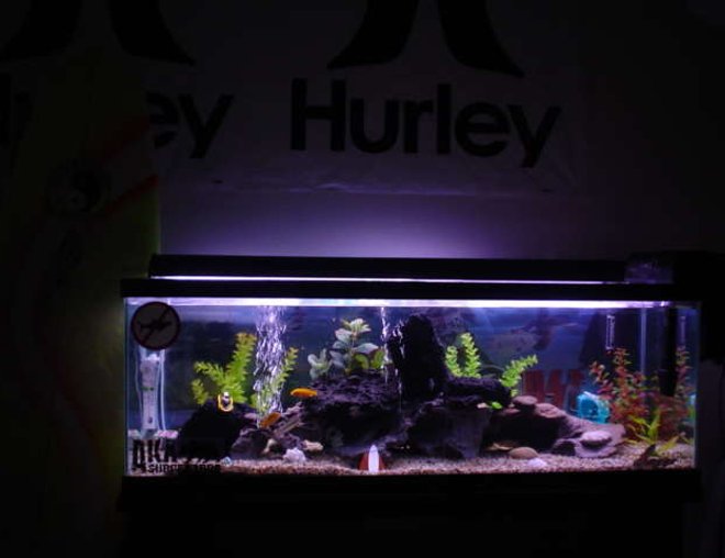 50 gallons freshwater fish tank (mostly fish and non-living decorations) - SURFER'S Rock REEF
the picture is blurry and can't make out too much of the detail, most of my fish got stage fright too.