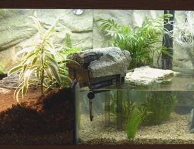 75 gallons freshwater fish tank (mostly fish and non-living decorations) - A half and half tank (focusing on aquarium part!)