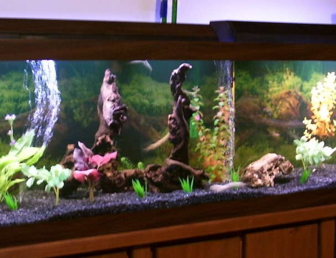 125 gallons freshwater fish tank (mostly fish and non-living decorations) - none