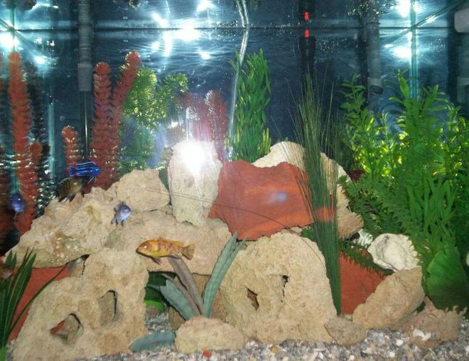 55 gallons freshwater fish tank (mostly fish and non-living decorations) - 55 gallon freshwater w/ African cichlids