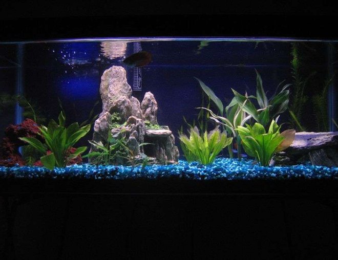 20 gallons freshwater fish tank (mostly fish and non-living decorations) - Picture of my 20 gallon...