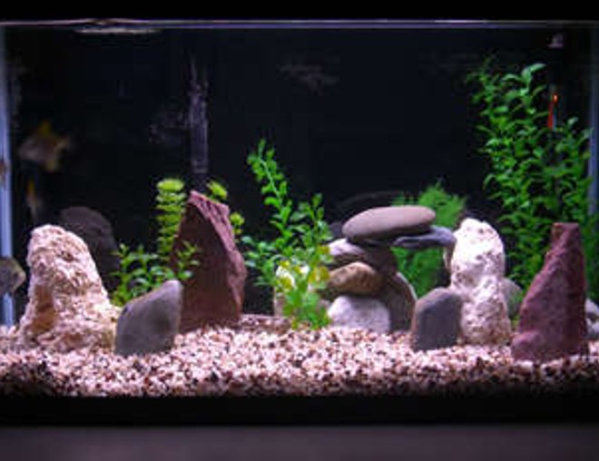29 gallons freshwater fish tank (mostly fish and non-living decorations) - 29 gallon brackish water.
Established November 12, 2006.
4 Monos, 2 White Tipped Shark Cats and a Green Scat.