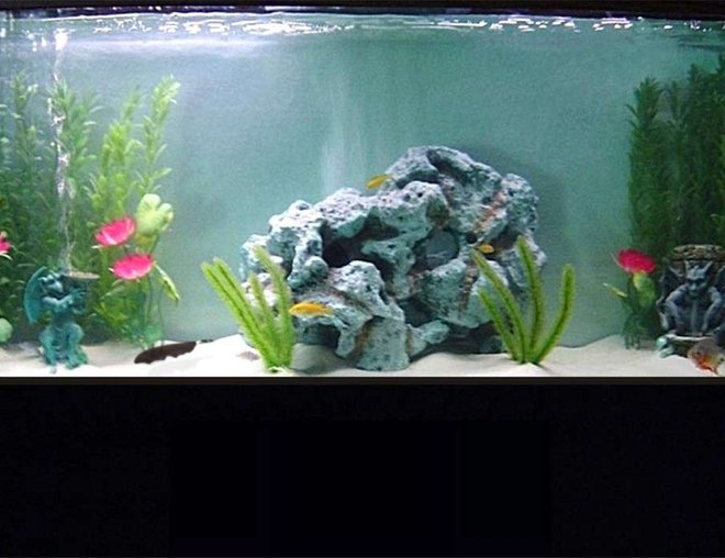 55 gallons freshwater fish tank (mostly fish and non-living decorations) - Here's a pic of my 55 gallon tank.