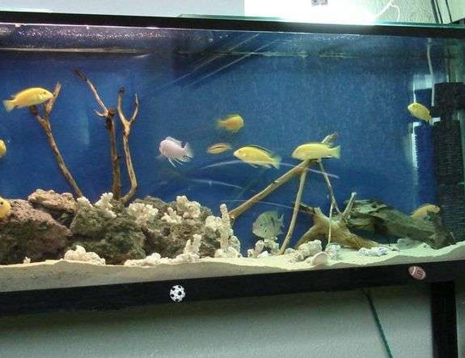 45 gallons freshwater fish tank (mostly fish and non-living decorations) - renovacion de mi acuario con arena de mar, corales blancos y rocas de rio...