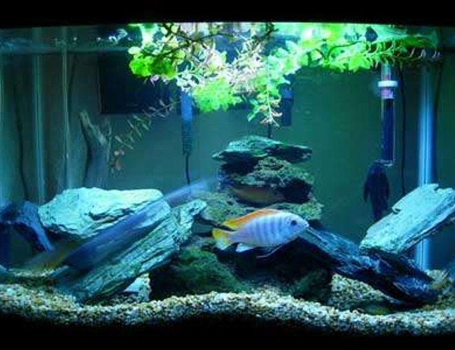 20 gallons freshwater fish tank (mostly fish and non-living decorations) - Lake Malawi Mbuna Tank