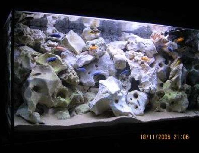 100 gallons freshwater fish tank (mostly fish and non-living decorations) - 400 ltr mbuna malawi