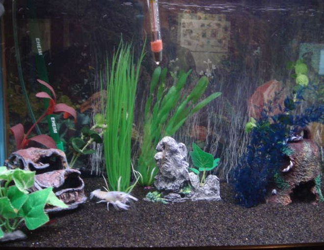 29 gallons freshwater fish tank (mostly fish and non-living decorations) - Freshwater community aquarium, blue cobalt lobster wondering in the bottom.