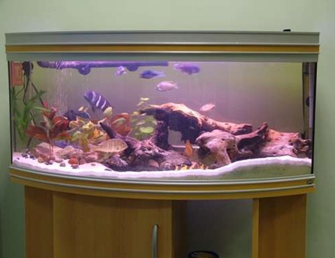 50 gallons freshwater fish tank (mostly fish and non-living decorations) - Mixed Cichlid Tank