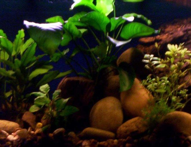 80 gallons freshwater fish tank (mostly fish and non-living decorations) - Fresh Water Setup