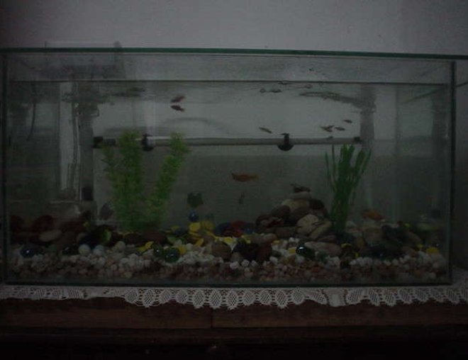 16 gallons freshwater fish tank (mostly fish and non-living decorations) - New tank with New inhabitants
2 Sailfin Mollies
2 Bala Shark
8 Neon Tetra
4 Plattys
2 Blue Dwarf Gourami
2 Zebra Danios

Update @ 10/12/2006
1 Zebra Danios
1 Sailfin Moly
2 Plattys
2 Bala Sharks
5 Neon Tetra.
1 Blue Dwarf Gourami.

Death Toll:
1 Blue Dwarf Gourami (Female)
1 Sailfin Moly
1 Platy
1 Neon Tetra

Missing Tolls:
2 Neon Tetra
1 Platty
1 Zebras Danios

Anyone can help why these fish have disappeared.. Very strange...
I'm thinking maybe the sharks ate them, what do you think?