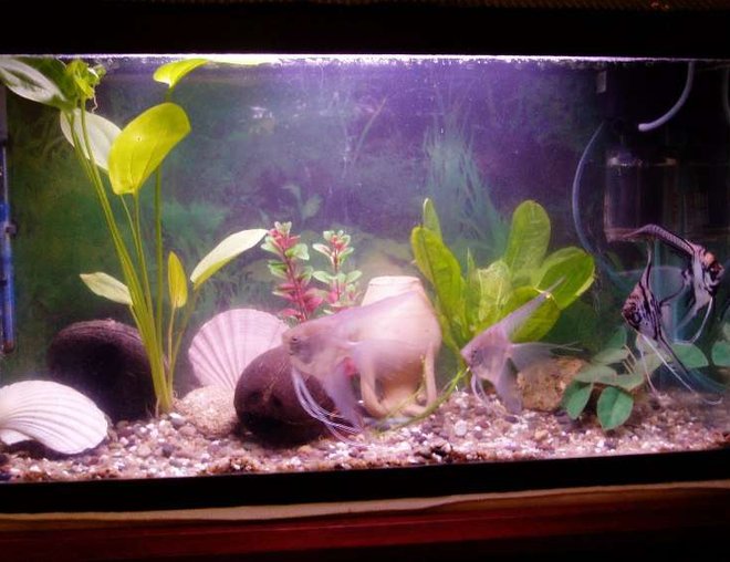 70 gallons freshwater fish tank (mostly fish and non-living decorations) - scalaire bac
