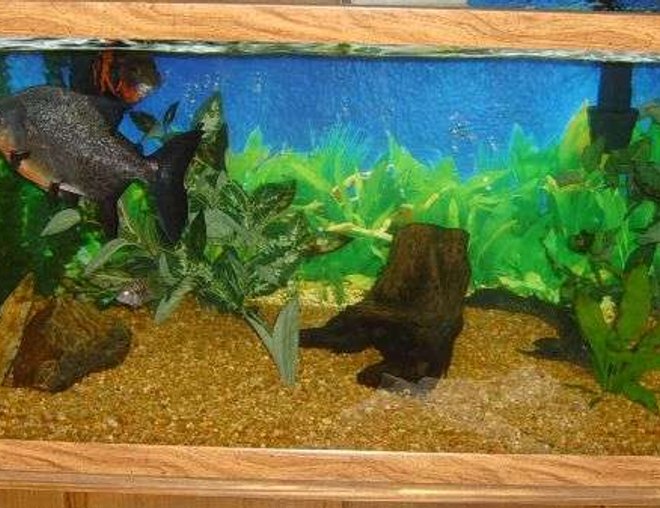 75 gallons freshwater fish tank (mostly fish and non-living decorations) - 75 Gallon Oceanic