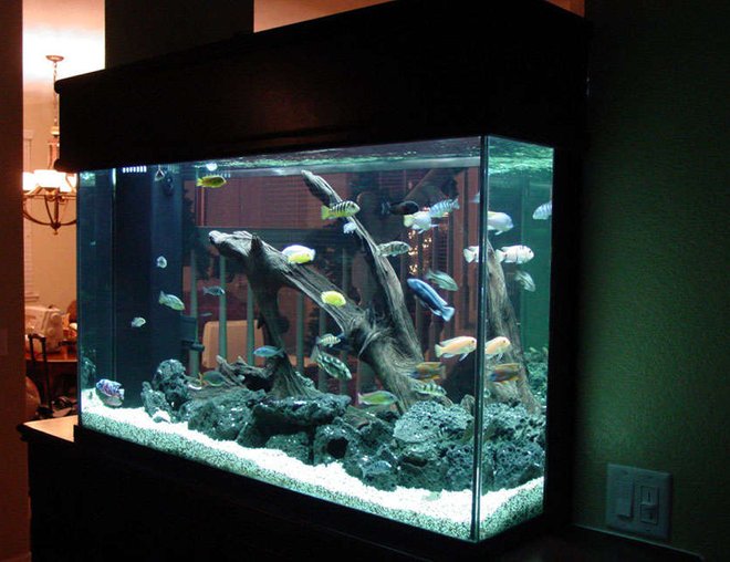 155 gallons freshwater fish tank (mostly fish and non-living decorations) - Here's another view of all my fish.