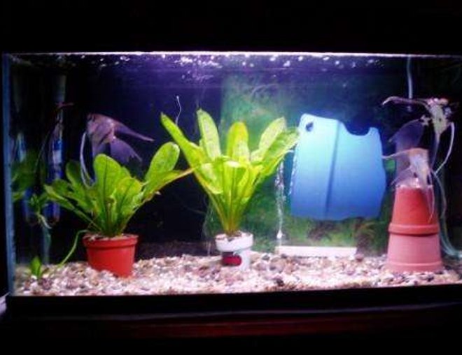 70 gallons freshwater fish tank (mostly fish and non-living decorations) - scalaire couple 2