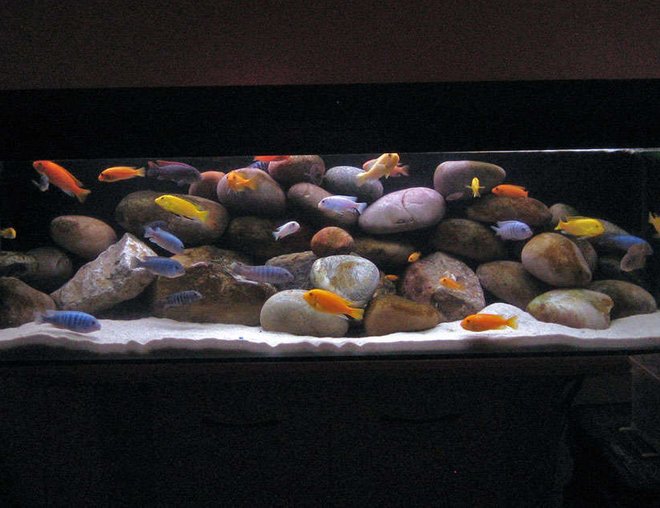 40 gallons freshwater fish tank (mostly fish and non-living decorations) - 40G (UK) Malawi Mbuna Tank TimothyS