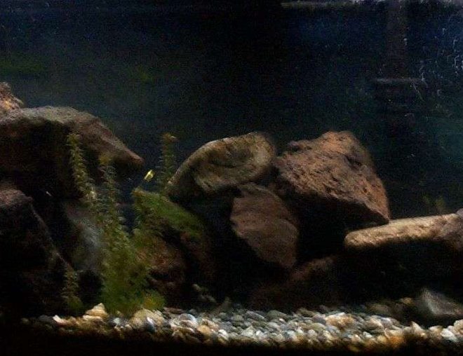 55 gallons freshwater fish tank (mostly fish and non-living decorations) - 50 gallon freshwater