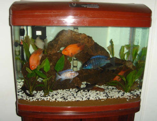 45 gallons freshwater fish tank (mostly fish and non-living decorations) - My 45 gallon bow front freshwater tank.