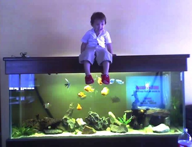 150 gallons freshwater fish tank (mostly fish and non-living decorations) - my boys!!!