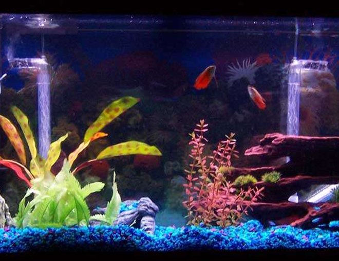 55 gallons freshwater fish tank (mostly fish and non-living decorations) - my 55 gallon tank, its about 3 month old have some fish in there.