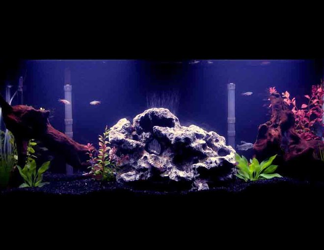 55 gallons freshwater fish tank (mostly fish and non-living decorations) - 55 gallon tank