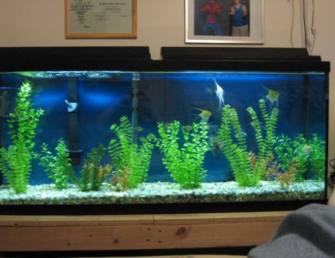 55 gallons freshwater fish tank (mostly fish and non-living decorations) - Here is my 55 gallon tank, it has
10 black widow tetras. 4 angelfish, and 1 common pleco.
I have a Penquin Bio-wheel 350 filter and 200 watt marineland heater.