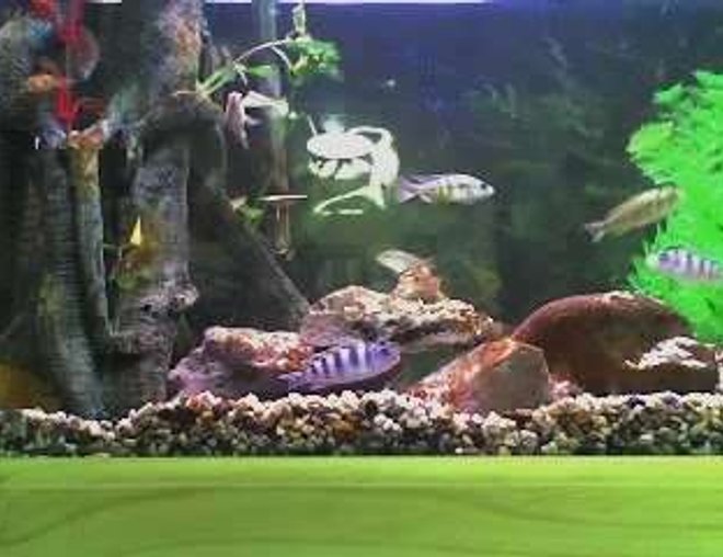 freshwater fish tank (mostly fish and non-living decorations) - My 2ft tank. This was taken when i first set it up.