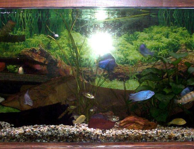 freshwater fish tank (mostly fish and non-living decorations) - Another pic of my 4ft tank.