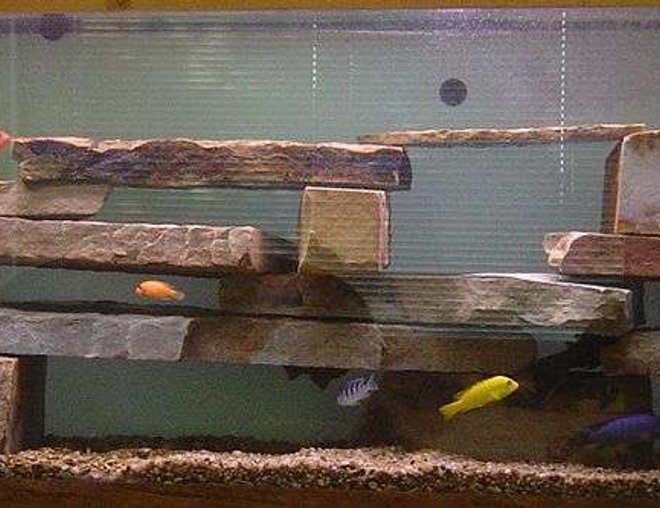 125 gallons freshwater fish tank (mostly fish and non-living decorations) - freshwater fish