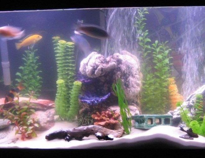 55 gallons freshwater fish tank (mostly fish and non-living decorations) - 55 Gal