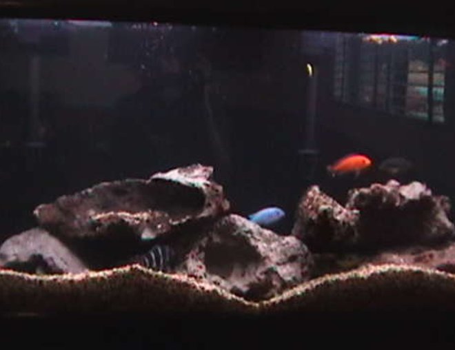 45 gallons freshwater fish tank (mostly fish and non-living decorations) - 45 Gallon African Cichlid Aquarium