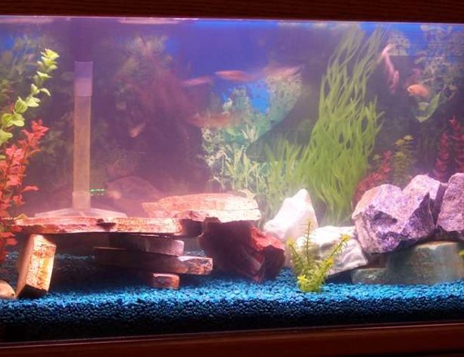 55 gallons freshwater fish tank (mostly fish and non-living decorations) - My tank.