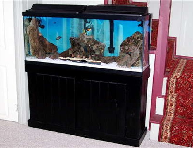 55 gallons freshwater fish tank (mostly fish and non-living decorations) - 55 GALLON TANK FRESHWATER