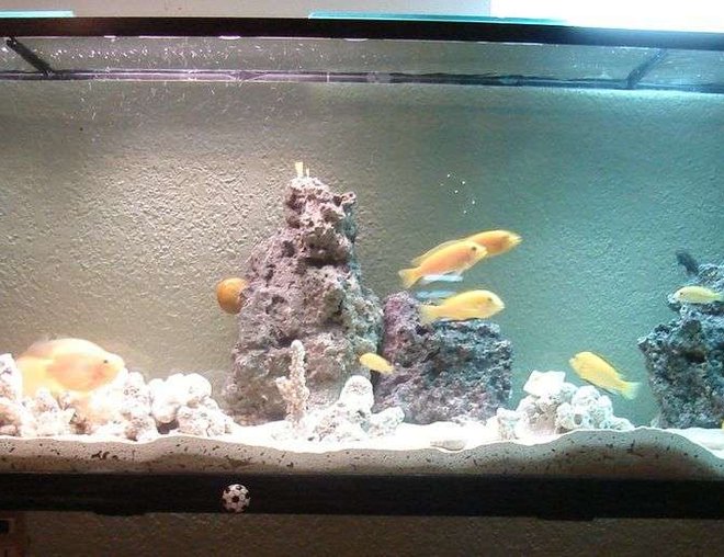 45 gallons freshwater fish tank (mostly fish and non-living decorations) - modificacion de mi acuario, acabo de limpiarlo y le hice algunos cambios espero les guste.