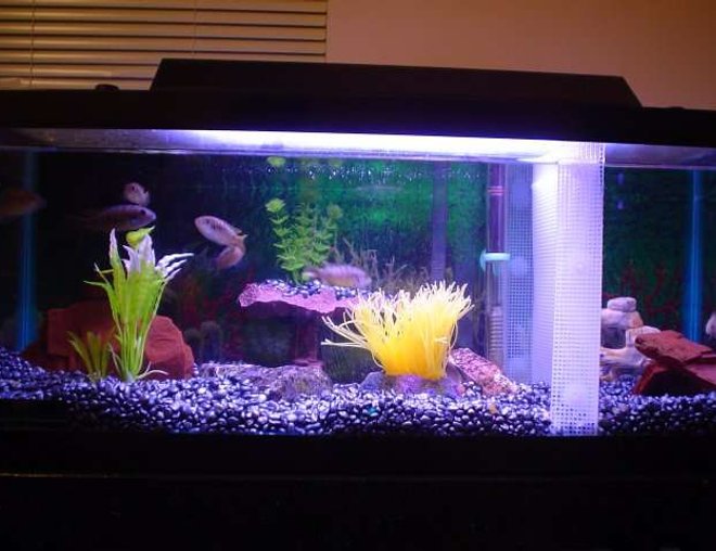 20 gallons freshwater fish tank (mostly fish and non-living decorations) - Lookin' Good