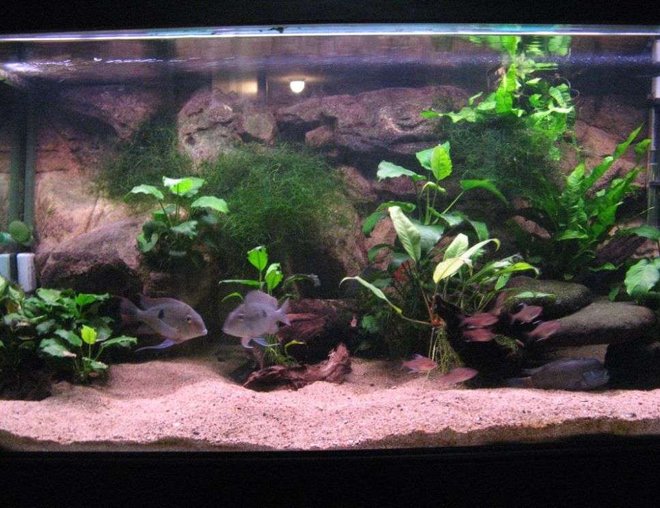 90 gallons freshwater fish tank (mostly fish and non-living decorations) - my large 4ft.