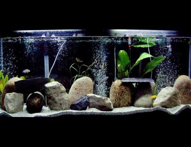 55 gallons freshwater fish tank (mostly fish and non-living decorations) - 55gl freshwater cichlids
