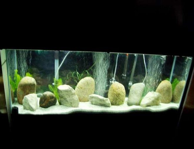 55 gallons freshwater fish tank (mostly fish and non-living decorations) - another View