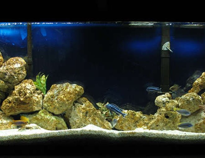 55 gallons freshwater fish tank (mostly fish and non-living decorations) - Malawi Mbuna and a couple of Tangs.