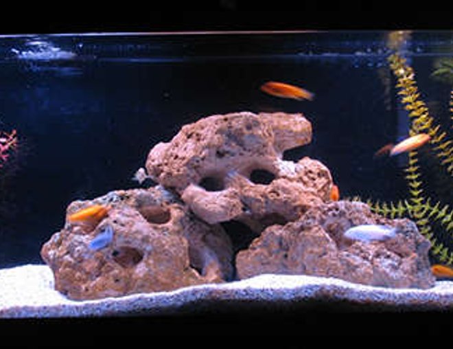 55 gallons freshwater fish tank (mostly fish and non-living decorations) - Zebras, Exasperatus, and Tropheops.