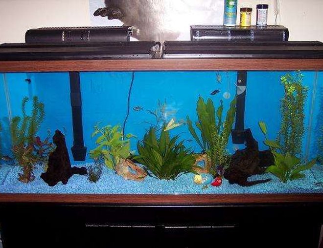 55 gallons freshwater fish tank (mostly fish and non-living decorations) - Another pic of my 55 gallon.