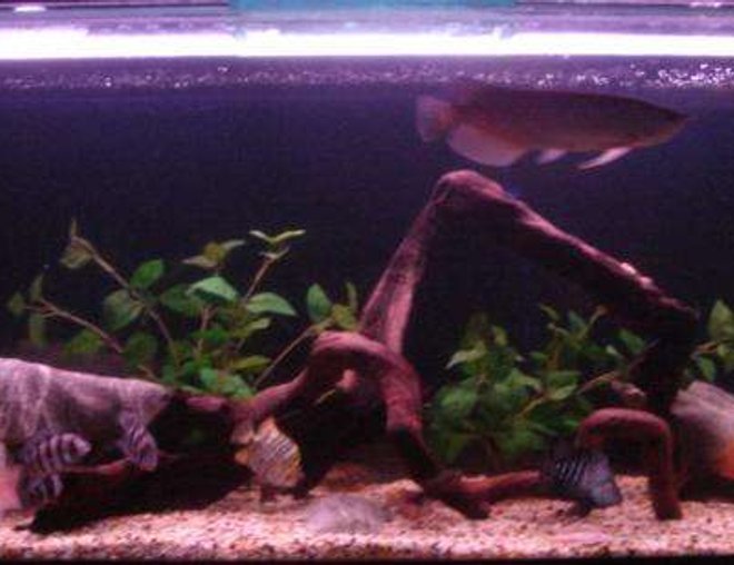 120 gallons freshwater fish tank (mostly fish and non-living decorations) - my tank