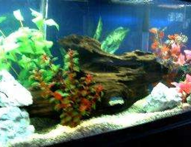 55 gallons freshwater fish tank (mostly fish and non-living decorations) - This is my large driftwood purchased from the Louisiana Bayous.Had to boil it 8 hours to get rid of tannin it is tied down with succion cups to a 1ft by 1ft piece of Marble under the gravel.The string is hidden by plants