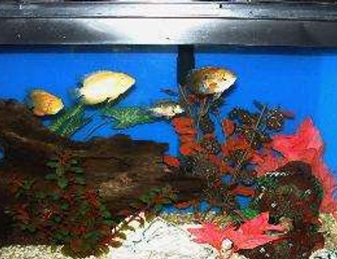 55 gallons freshwater fish tank (mostly fish and non-living decorations) - Blue Acara followed by Gold Severum