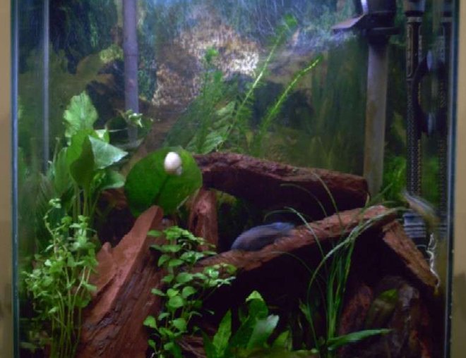 20 gallons freshwater fish tank (mostly fish and non-living decorations) - My 20xh.