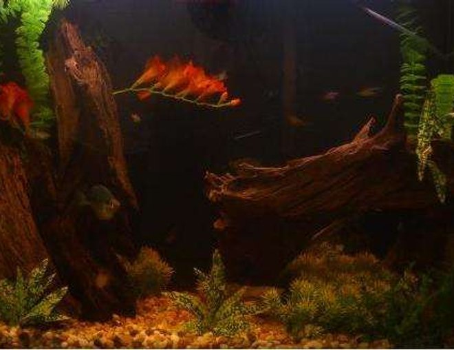 45 gallons freshwater fish tank (mostly fish and non-living decorations) - I finally got driftwood :)
My fishies in their new wooded home- with a little dark water effect- Even with H2O changes every other day, the water remains a tea-color.
