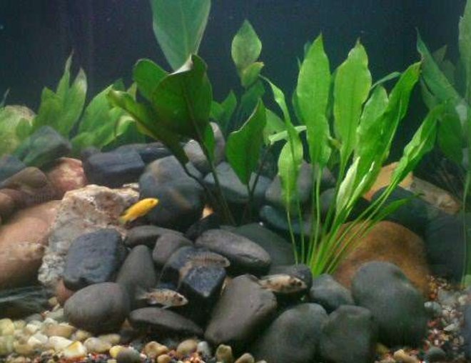 120 gallons freshwater fish tank (mostly fish and non-living decorations) - Rift lake malawian tank