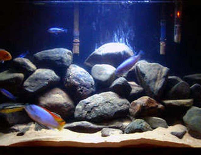 20 gallons freshwater fish tank (mostly fish and non-living decorations) - Here's the same fish in their new 29 gal. (minus the plecos and the venustus...but I added 2 Johannis, a kenyi, and an orange calico of some sort)