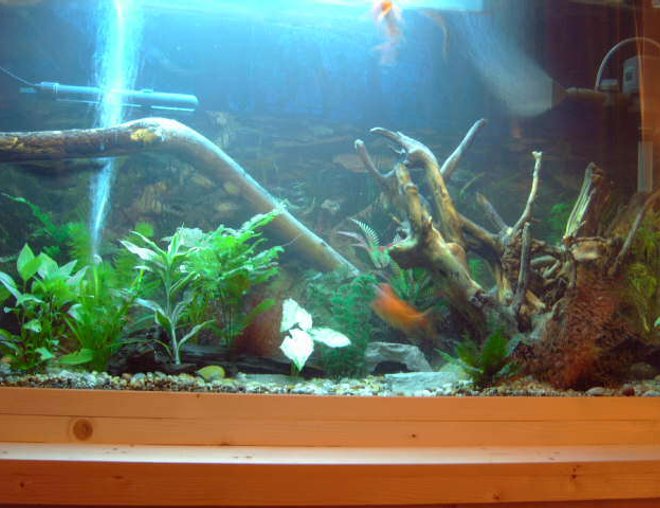 75 gallons freshwater fish tank (mostly fish and non-living decorations) - another addition to my tank, thats it now just gonna add more fish don't wanna over do it!